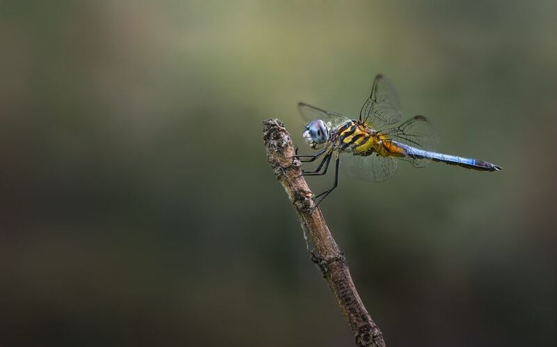 insect, dragonfly, morning, dawn Stillness within фото превью
