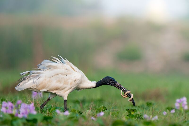 The catch фото превью