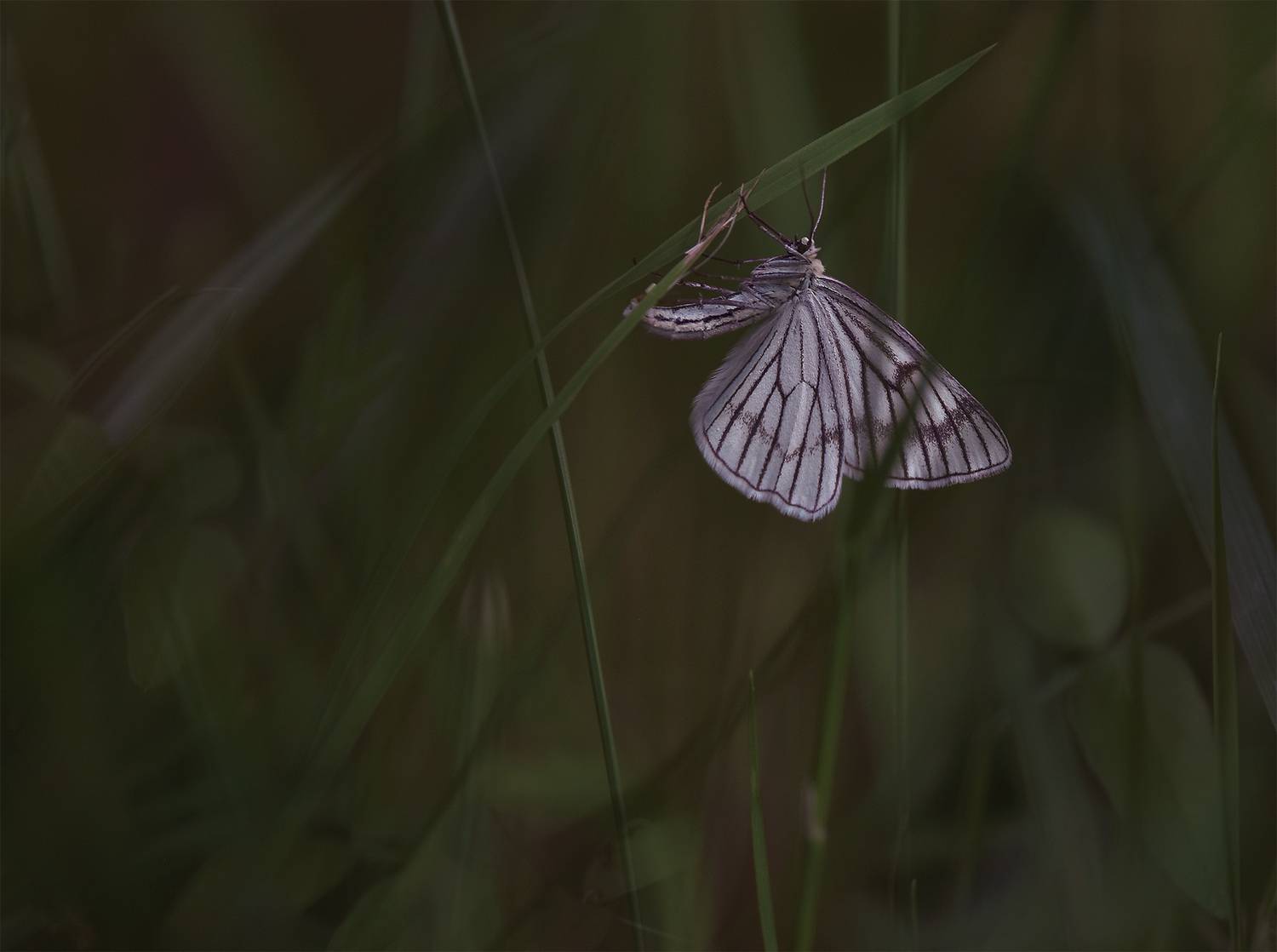 , D Nastasia