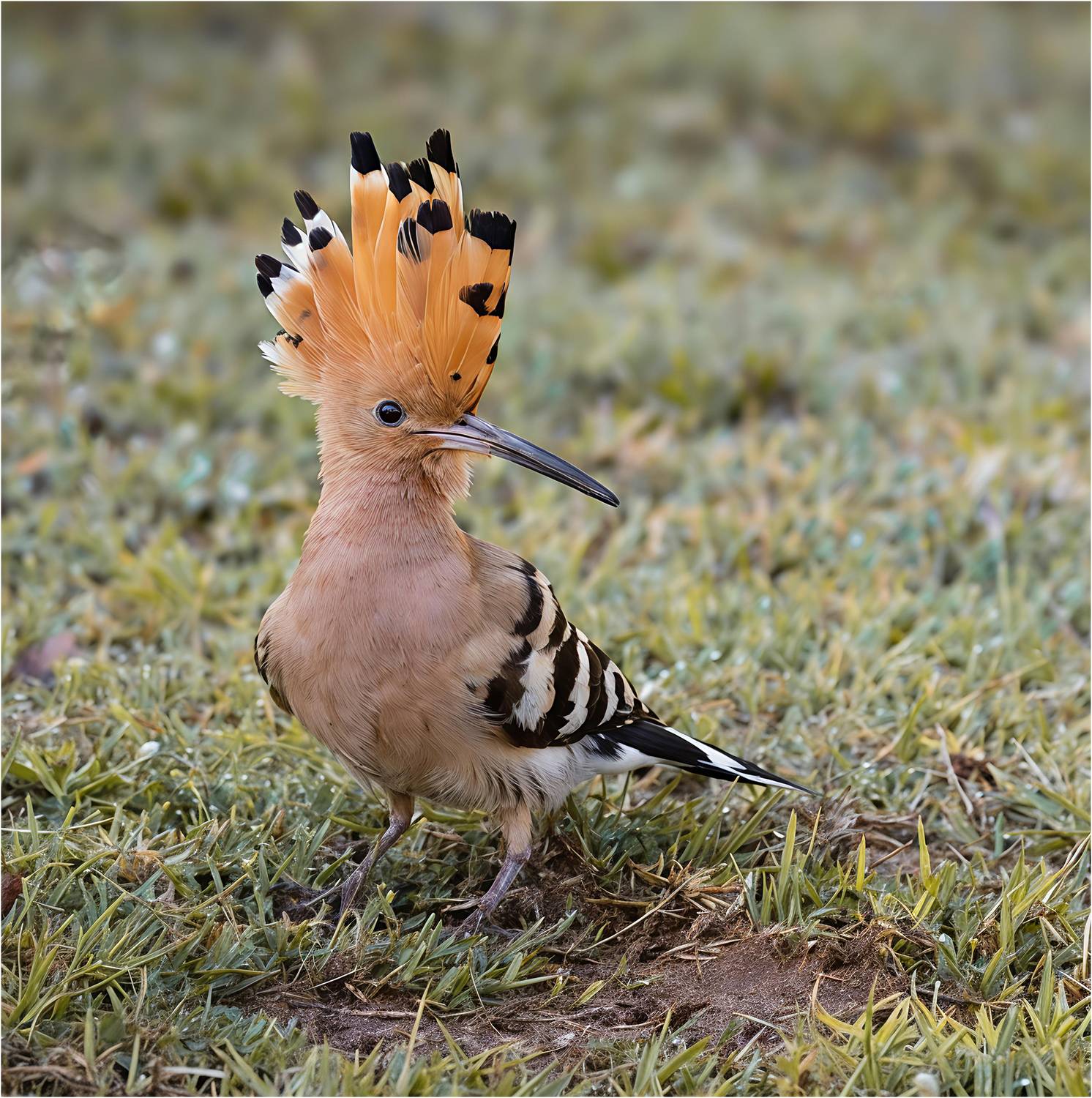 удод, hoopoe, птица, Alexsandr Grigoriev