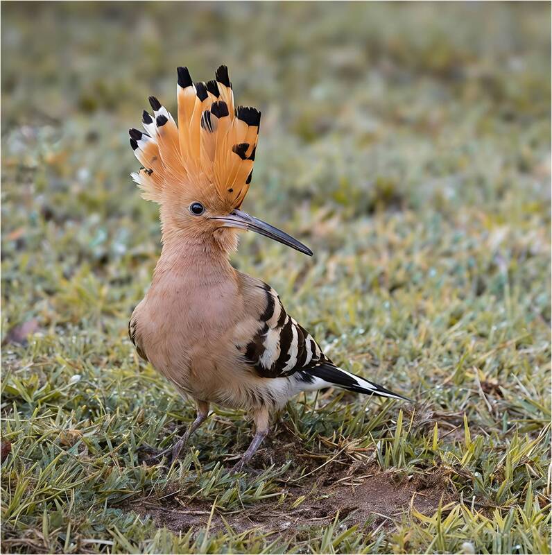 удод, hoopoe, птица Удод.Hoopoe. фото превью