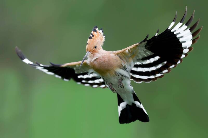 hoopoe, eurasian hoopoe, upupa epops, bird in flight, flying bird, wildlife, nature, bird, wild bird, bird photography, wildlife photography, european bird, crest, crown, wings spread, colorful bird, orange plumage, feathers, avian, ornithology, animal be Crown of Flight фото превью
