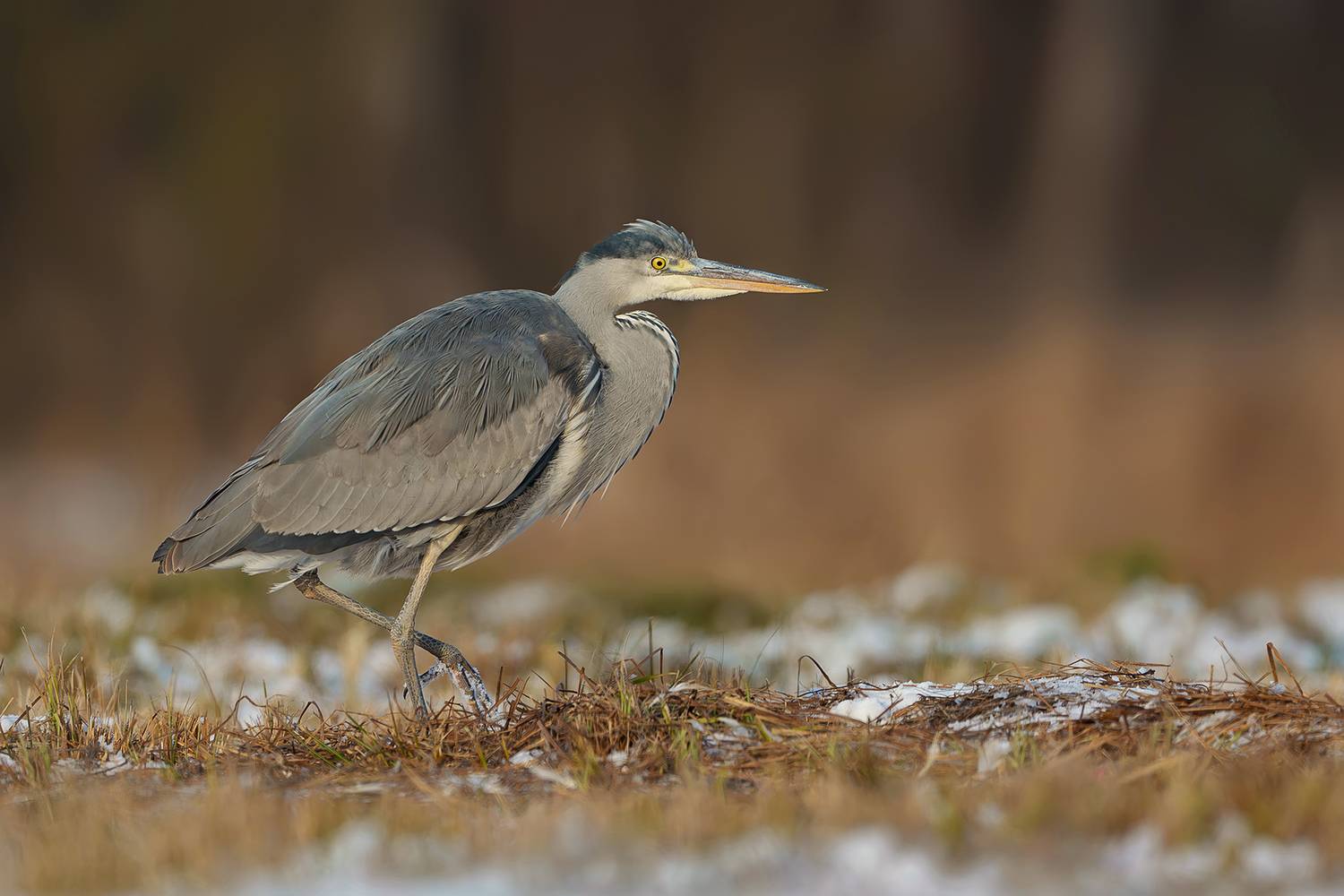 grey heron, heron, ardea cinerea, bird, wading bird, waterbird, wildlife, nature, bird photography, wildlife photography, european bird, marshland, wetland, winter, winter bird, hunting bird, predator, elegant bird, feathers, ornithology, natural habitat,, Kwasek Damian