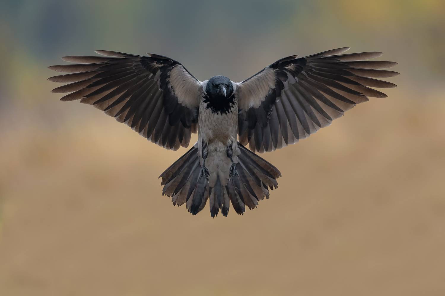 hooded crow, crow, corvus cornix, bird in flight, flying bird, wildlife, nature, bird photography, wildlife photography, avian, european bird, wings spread, landing, flight, action shot, feathers, bird portrait, wild bird, ornithology, predator pose, symm, Kwasek Damian
