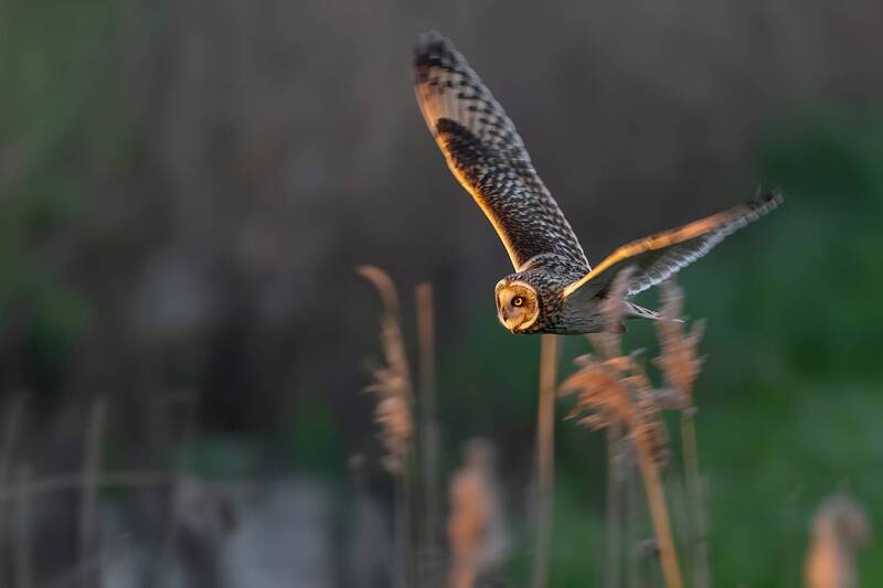 short eared owl, short eared owl in flight, owl, asio flammeus, bird of prey, raptor, owl in flight, flying owl, wildlife, nature, bird photography, wildlife photography, nocturnal hunter, predator, hunting owl, marshland, wetland, golden light, sunset, e Silent Hunter фото превью