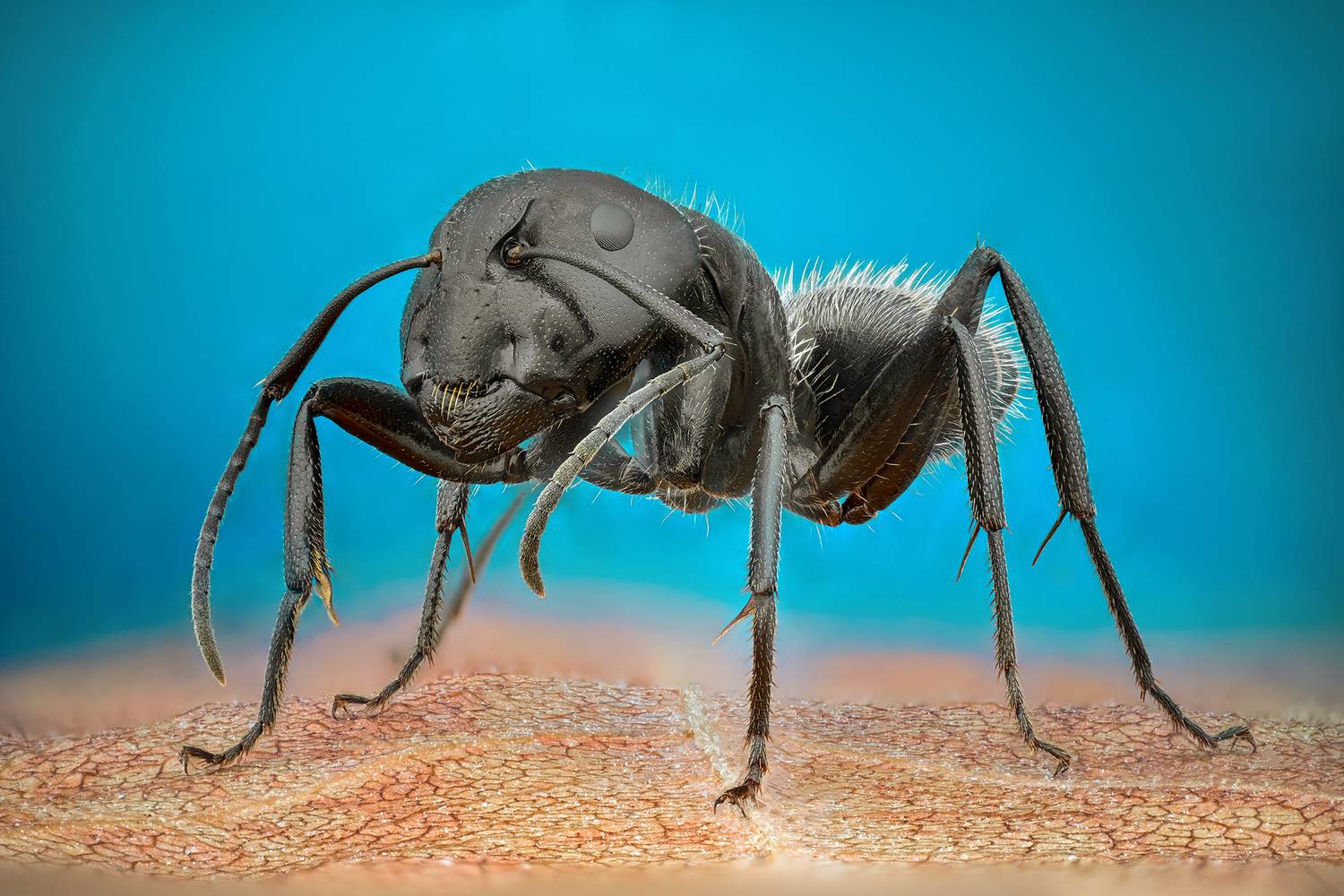 Автор: Tsvetan Ganev ceclii, macro, ant, insect, Tsvetan Ganev