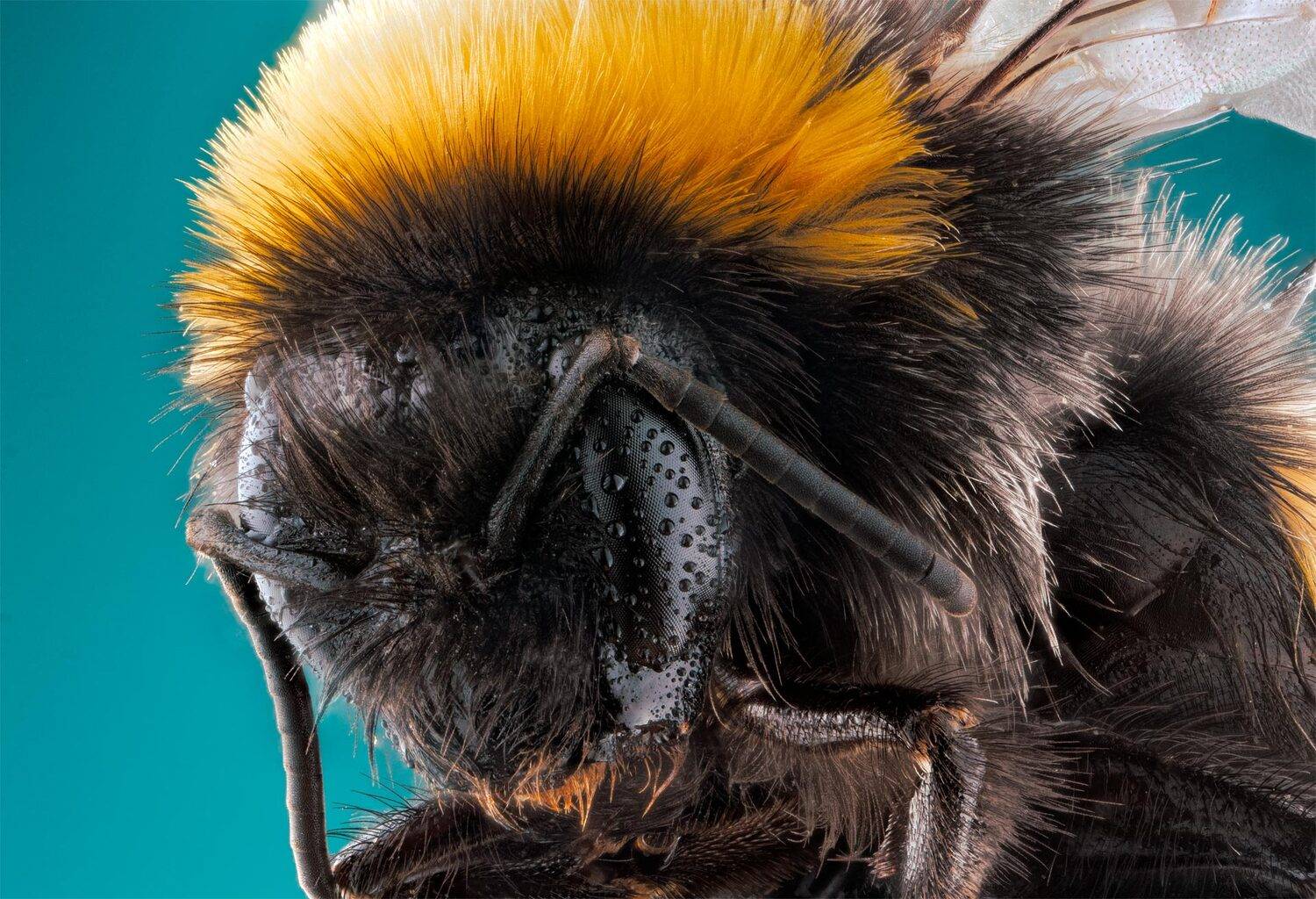 Bumblebee. Автор: Wojciech Grzanka macro, instect, bumblebee, closeup, nature, Wojciech Grzanka