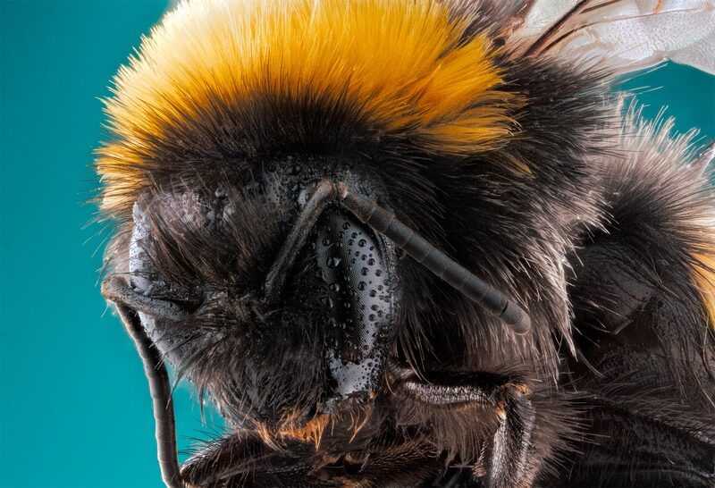 macro, instect, bumblebee, closeup, nature Bumblebee фото превью