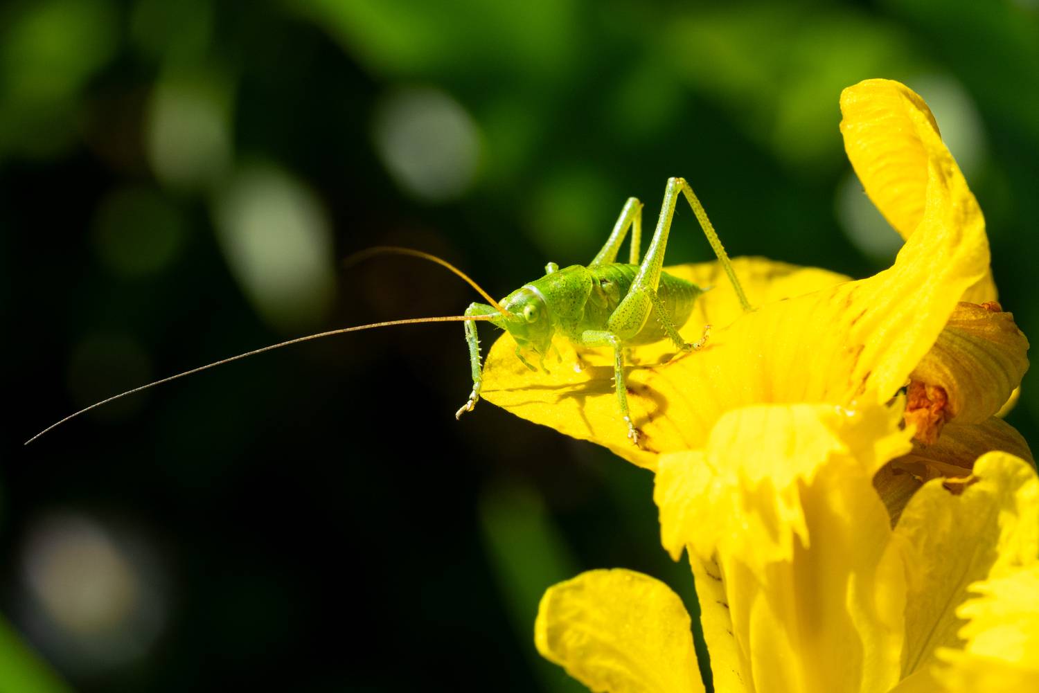 Before the jump. Автор: Сергей Малинкин macro, кузнечик, цветок, grasshopper, insect, macrophotography, waiting, beforethejump, insectphotography, summer, лето, Сергей Малинкин