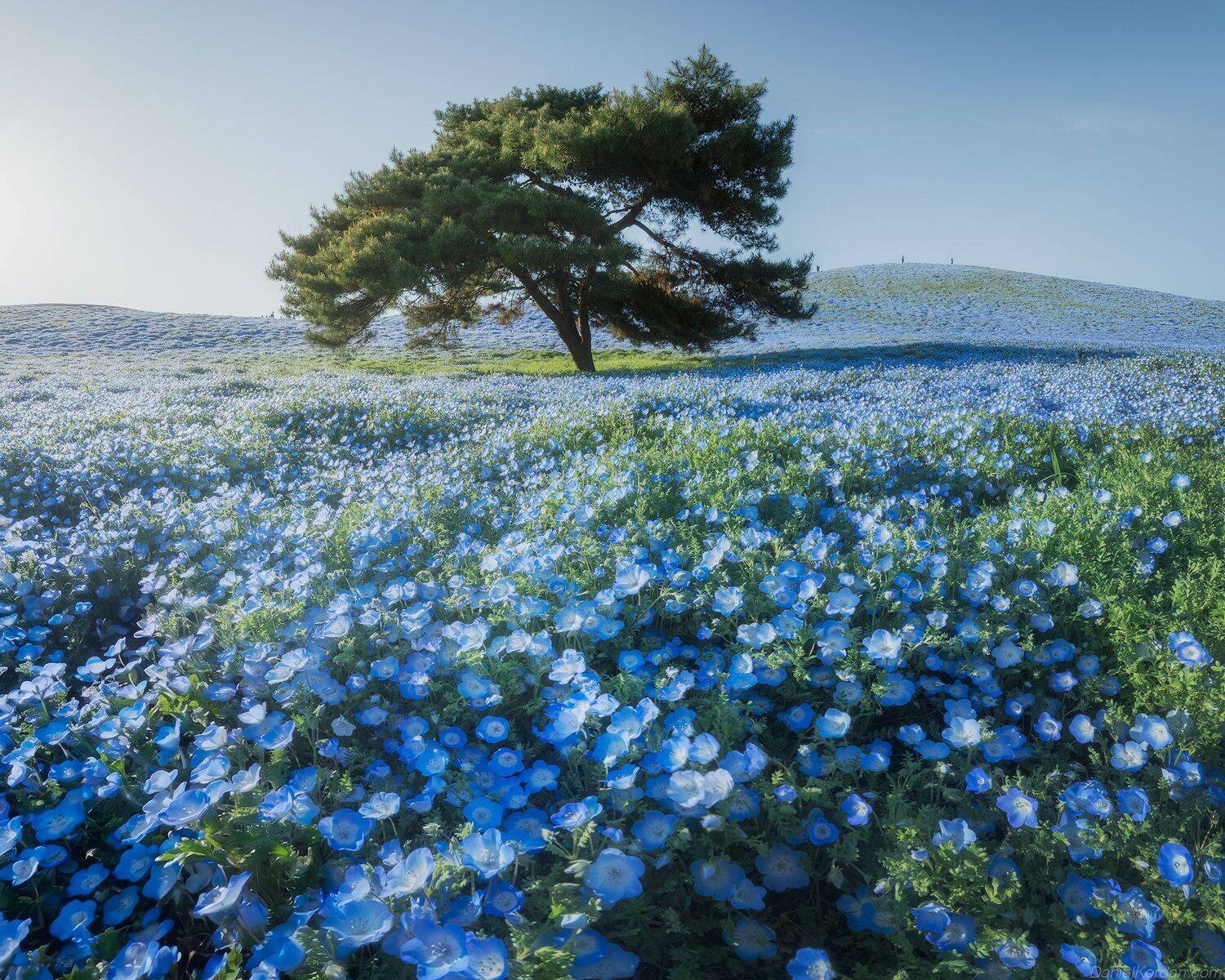 , Даниил Коржонов