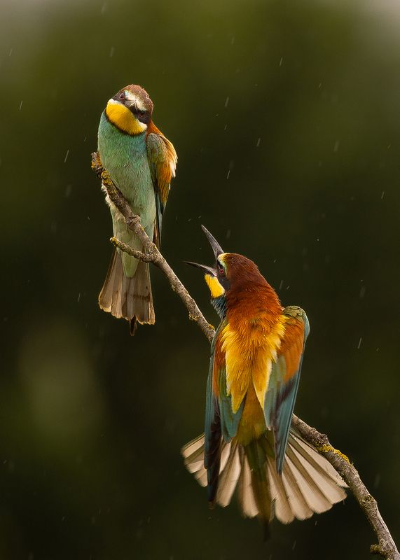 Bee-eater фото превью