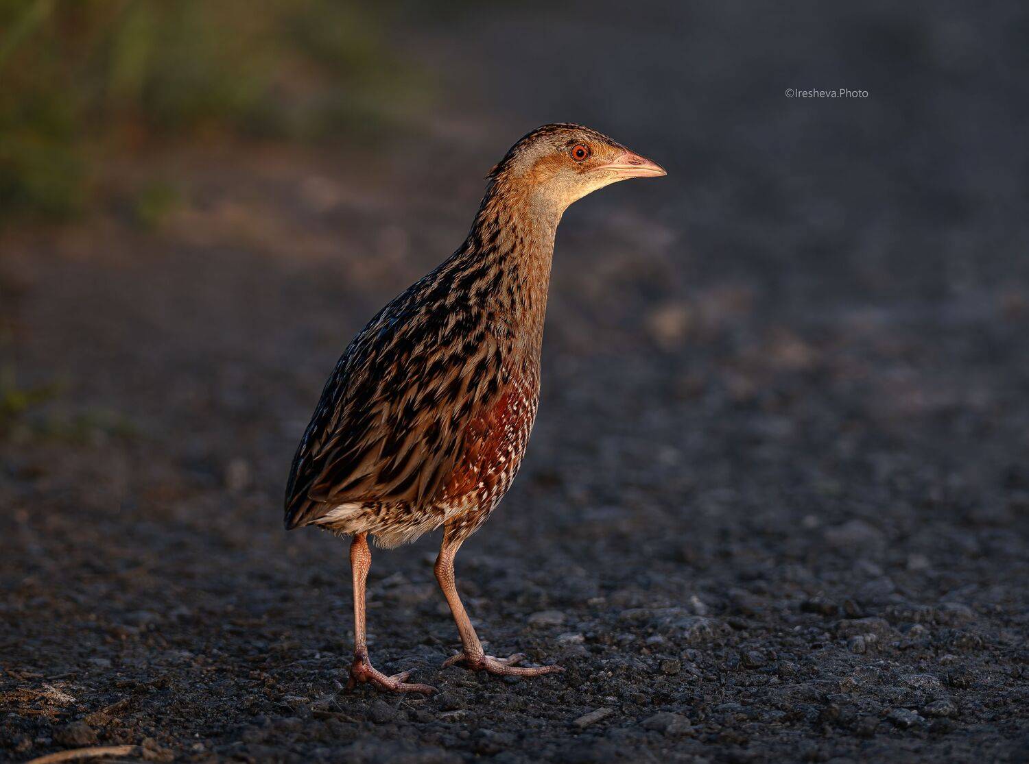 Коростель, Bird, Crex crex, Ирешева Мария