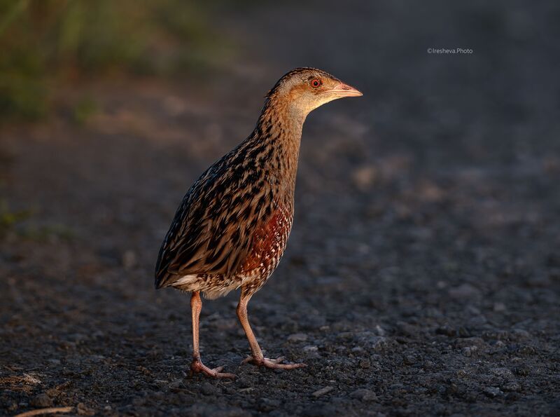 Коростель, Bird, Crex crex Коростель фото превью