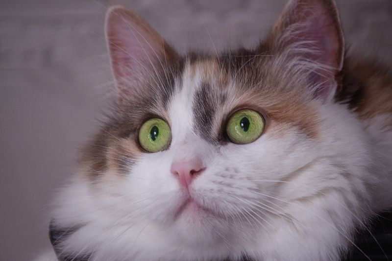 кошки, животные, домашние животные, питомцы, портреты животных Портрет красотки фото превью