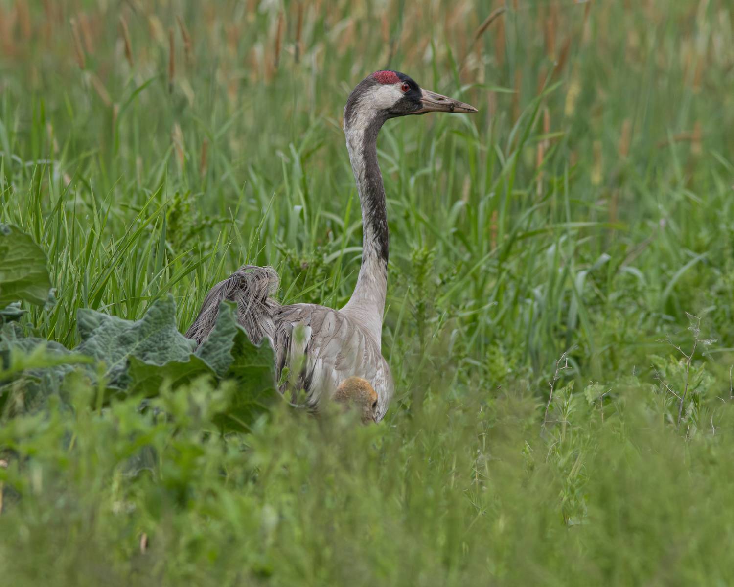 серый журавль, журавль, grus rus, common crane, crane, wildlife, nature, bird, birdwatching, field, поле, природа, птица, птицы калининградской области, Бондаренко Георгий