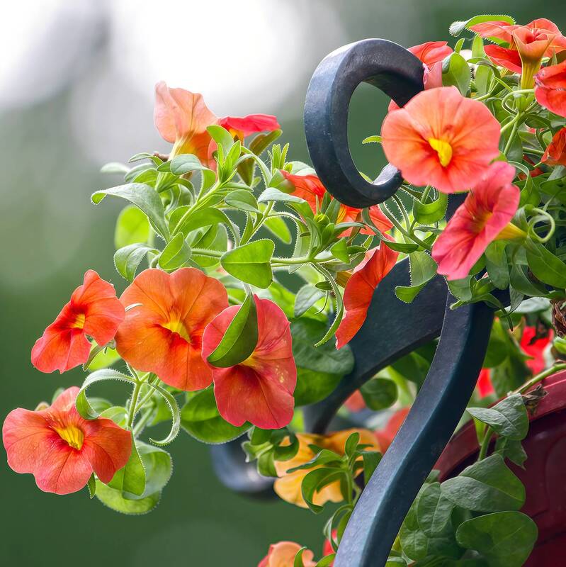калибрахоа, calibrachoa Виньетка ложной сути фото превью
