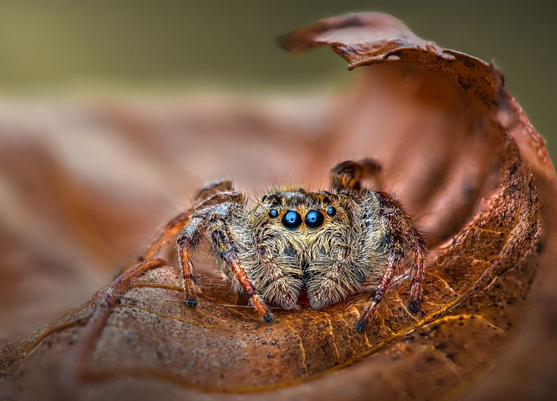spider, macro, leaf, autumn Jewels фото превью
