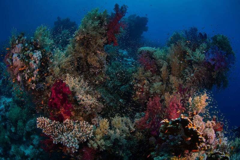Рифы Красного моря / Red Sea reefs фото превью
