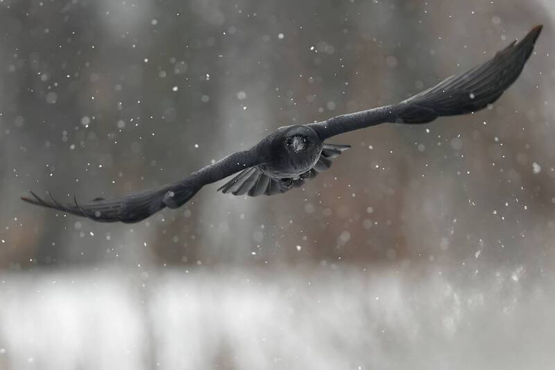 raven, common raven, corvus corax, bird in flight, flying bird, wildlife, nature, bird photography, wildlife photography, black bird, winter, snowfall, snow, winter landscape, avian, feathers, wings spread, flight, action shot, bird portrait, intelligent  Winter Phantom фото превью