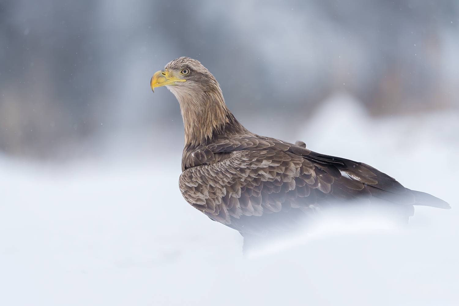 white tailed eagle, white tailed eagle portrait, haliaeetus albicilla, eagle, bird of prey, raptor, wildlife, nature, bird photography, wildlife photography, european eagle, predator, winter, snow, snowy landscape, majestic bird, eagle portrait, feathers,, Kwasek Damian