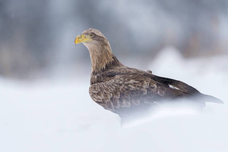 white tailed eagle, white tailed eagle portrait, haliaeetus albicilla, eagle, bird of prey, raptor, wildlife, nature, bird photography, wildlife photography, european eagle, predator, winter, snow, snowy landscape, majestic bird, eagle portrait, feathers, The King of Winter фото превью