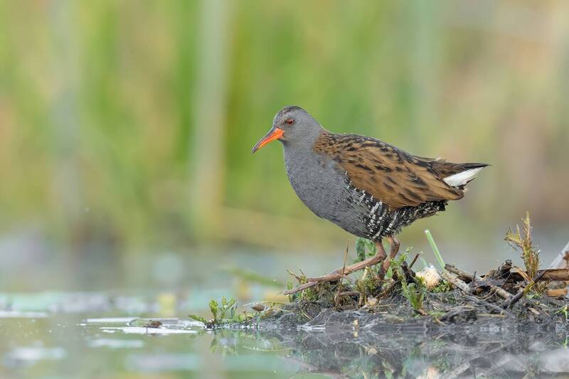 water rail, rallus aquaticus, waterbird, rail, wetland bird, marsh bird, reedbed, reeds, wetland, wildlife, nature, bird, bird photography, wildlife photography, european birds, secretive bird, elusive bird, freshwater habitat, natural habitat, ornitholog Hidden Among the Reeds фото превью