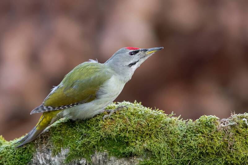 grey headed woodpecker, gray headed woodpecker, picus canus, woodpecker, bird, bird photography, wildlife, wildlife photography, nature, nature photography, woodland bird, forest bird, european bird, wild bird, avian, ornithology, green woodpecker, perche Grey-headed Woodpecker фото превью