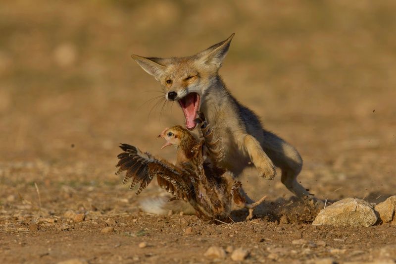 The Instinct of a Predator фото превью