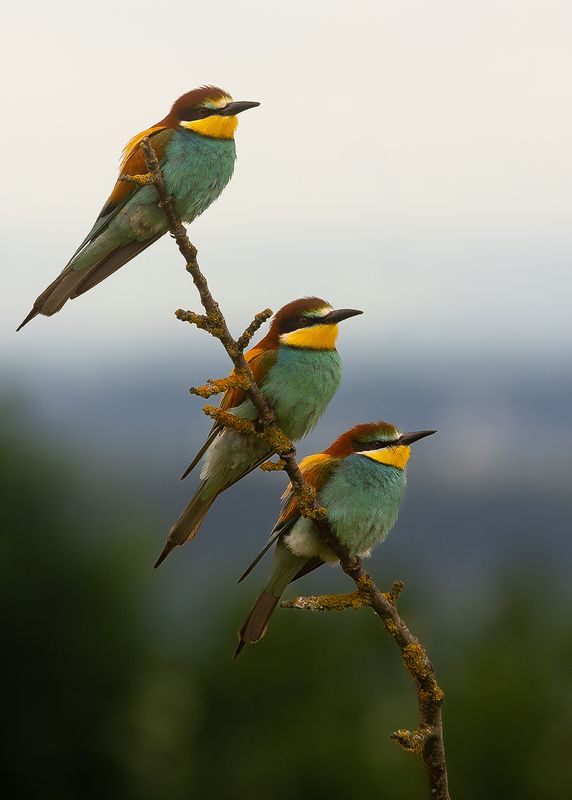 Bee-eater фото превью