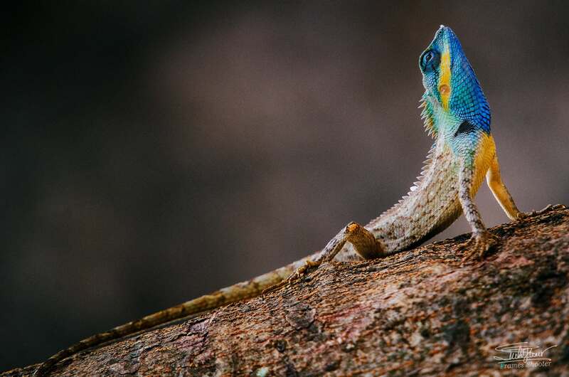 nikon d7000, 80-400mm D VR  фото превью