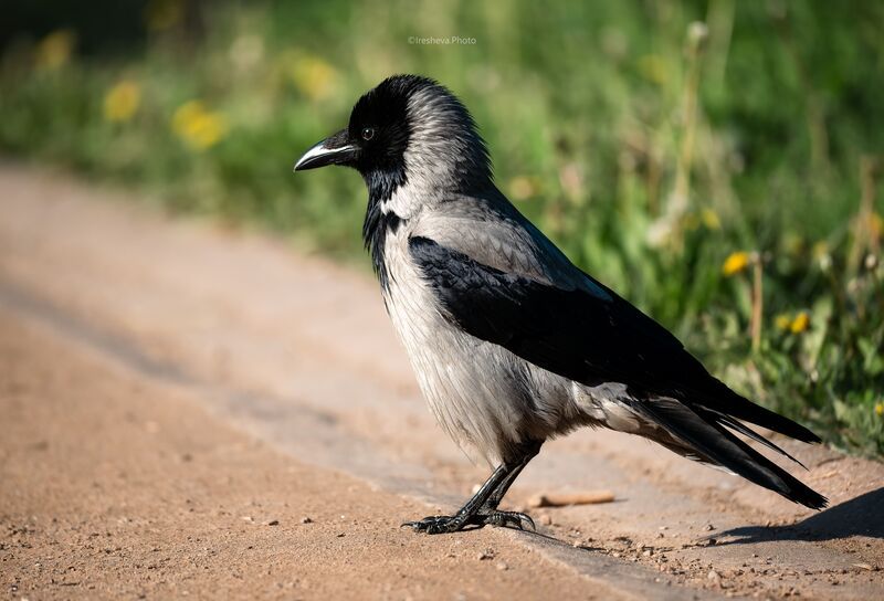 Серая ворона, Bird, The grey crow The grey crow фото превью