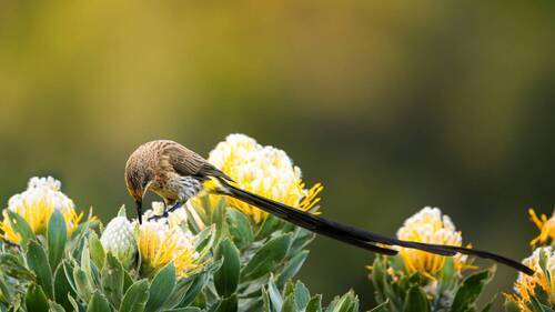 Cape Sugarbird 