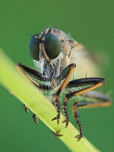 eye-fly#2