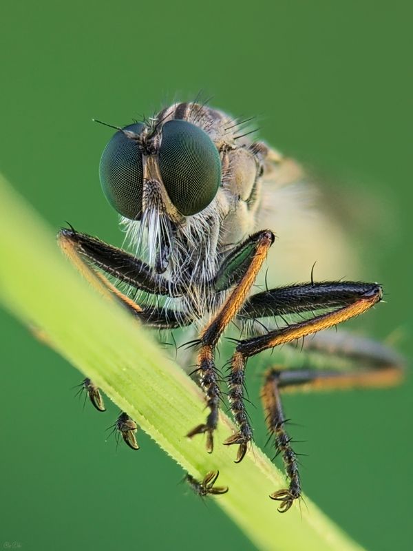 муха, ктырь, глаза eye-fly#2 фото превью