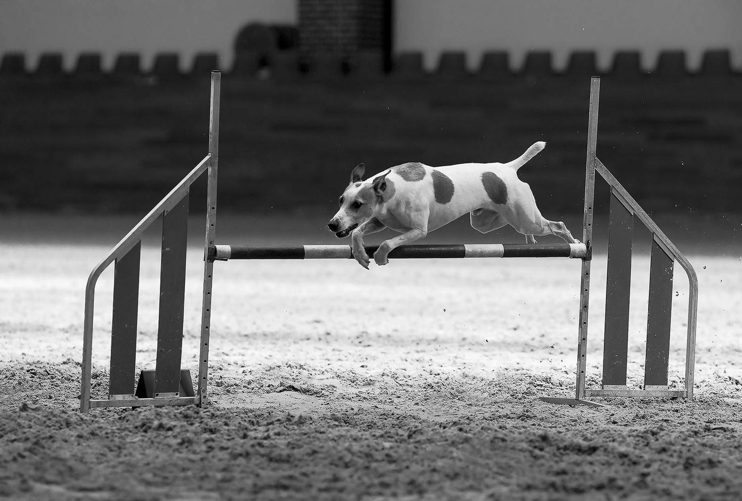 аджилити, соревнования, собака, спорт, dog, jump, competition, sport, Стукалова Юлия