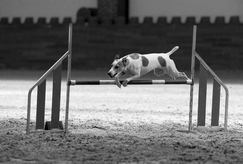 аджилити, соревнования, собака, спорт, dog, jump, competition, sport Стремительный прыжок к победе фото превью