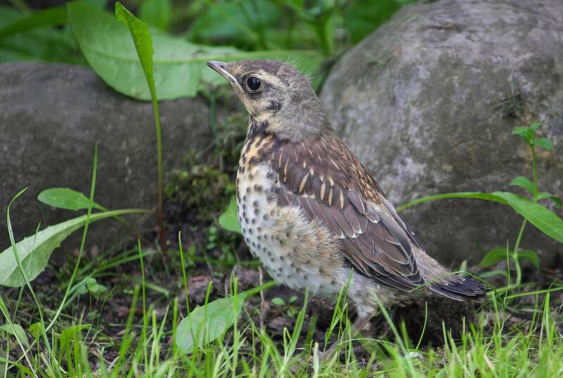 дрозд, дрозд-рябинник, turdus pilaris Глазастик фото превью