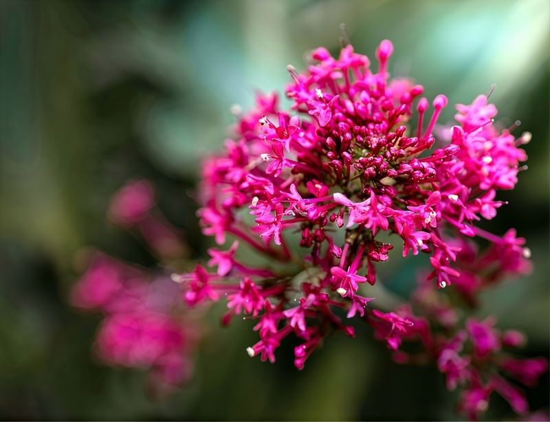 Цветок, ? Валерьяна красная Centranthus ruber  фото превью