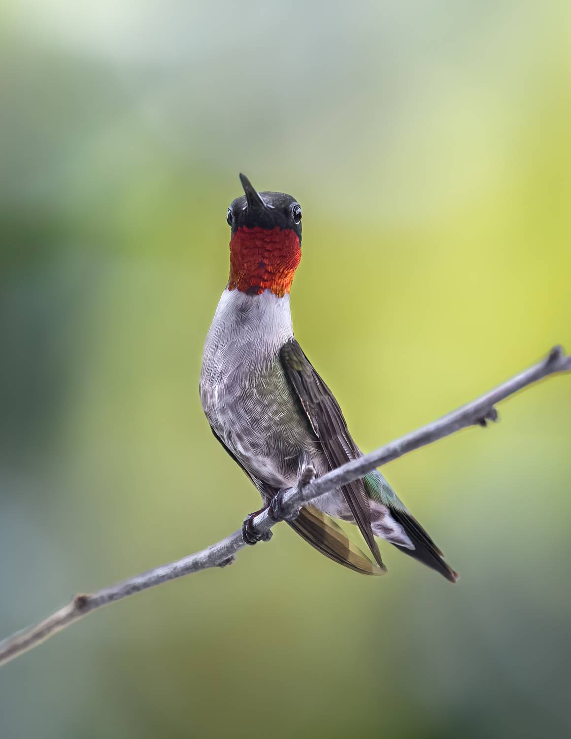Snooty. Автор: Atul Saluja bird, ruby, throated, hummingbird, ruby throated, gorget, Atul Saluja