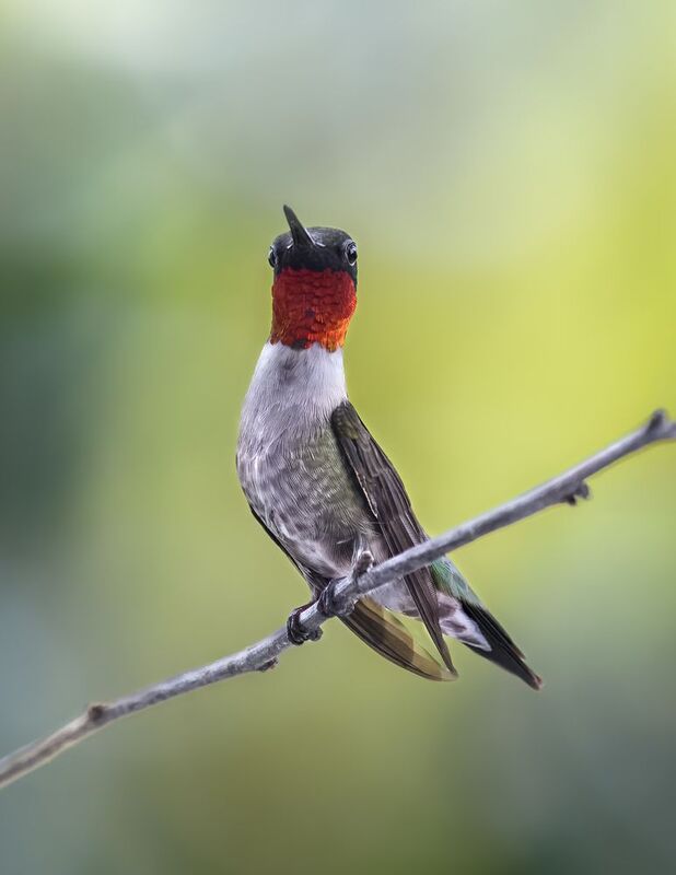 bird, ruby, throated, hummingbird, ruby throated, gorget Snooty фото превью