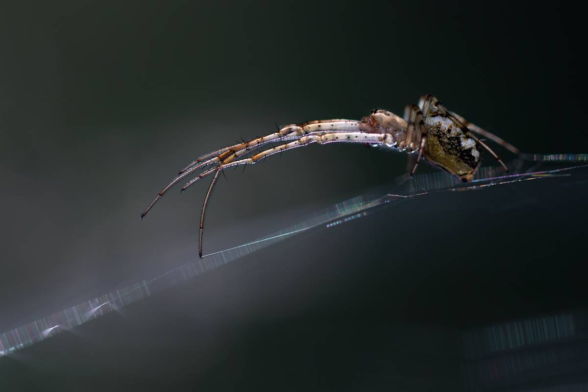 паук, макро, макрофотография, macro, spider, Хилько Марина