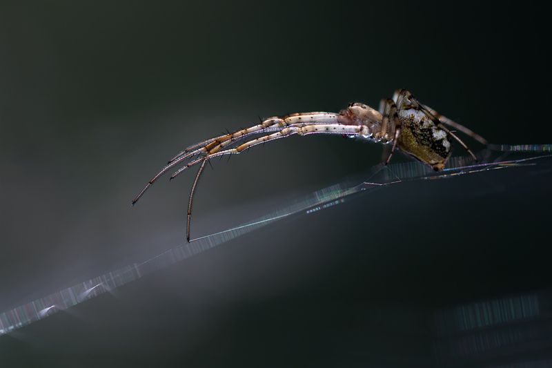 паук, макро, макрофотография, macro, spider Маэстро фото превью