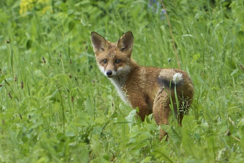 Red Fox. фото превью