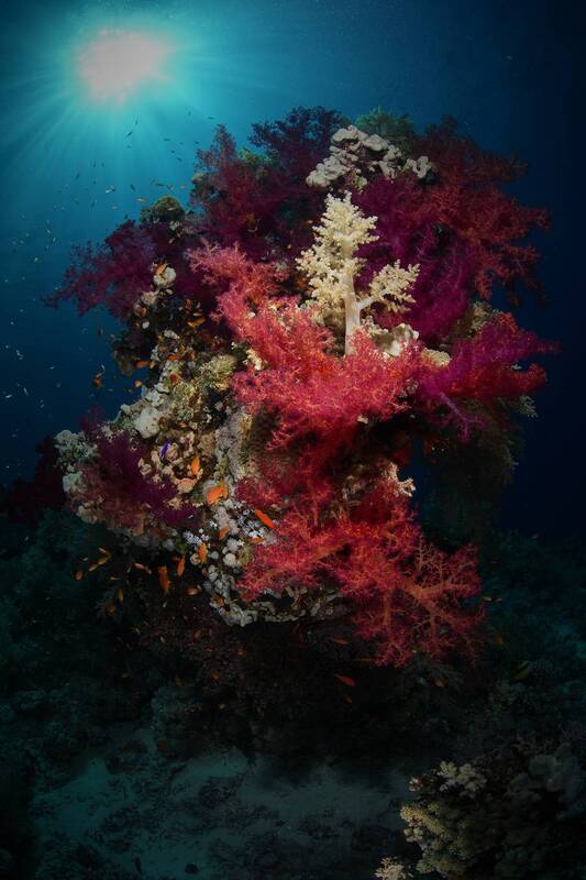 Коралловые рифы Красного моря фото превью