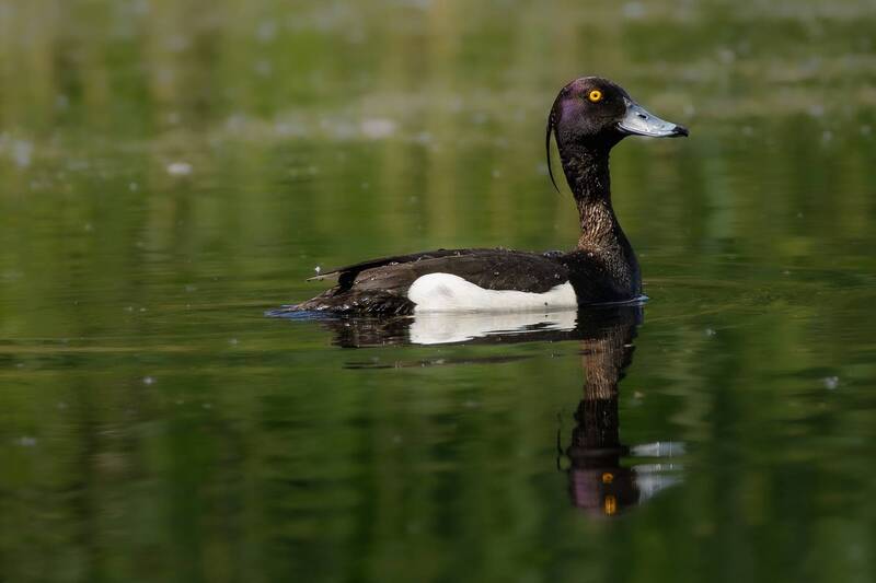 птицы, хохлатая чернеть, вода, лето, природа Удивление! фото превью