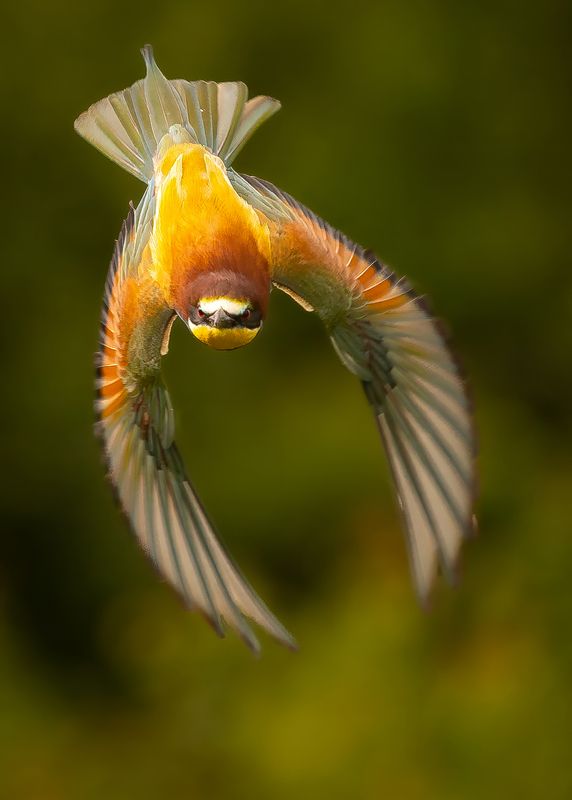 Bee-eater фото превью