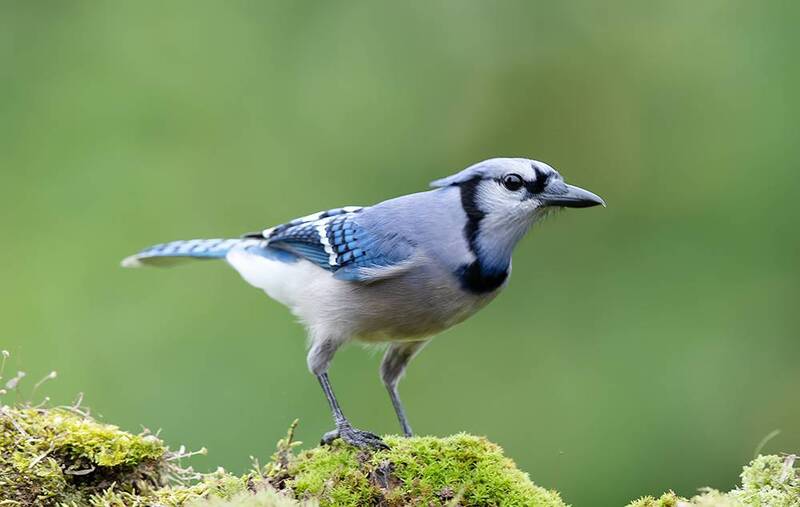 blue jay, jay, cойка, голубая сойка, птицы, birds, wild Blue Jay - Голубая сойка фото превью
