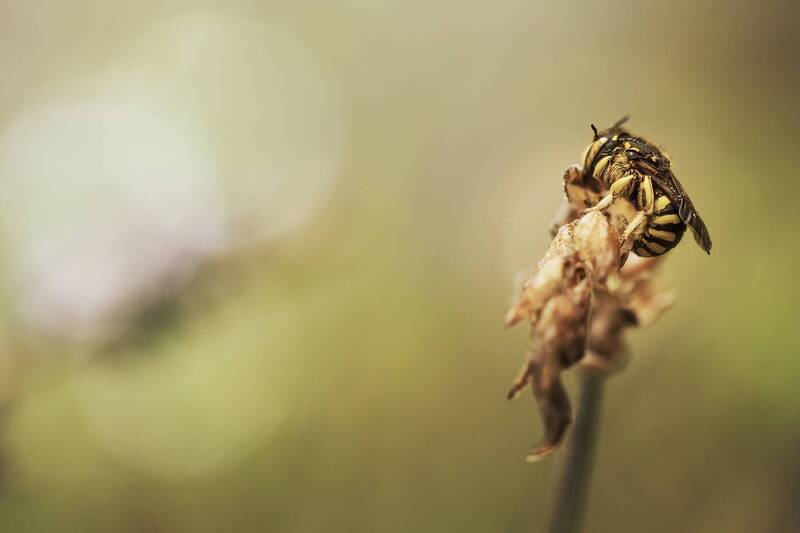Anthidium фото превью