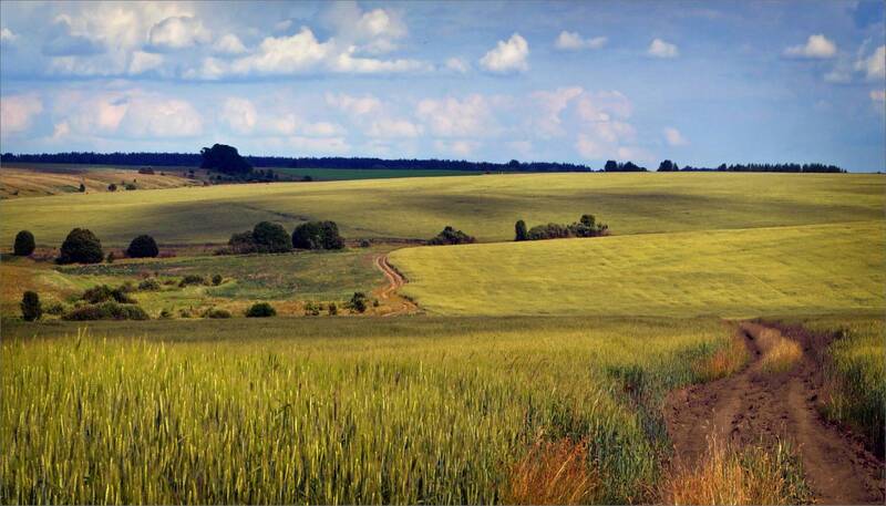 поле, лето, средняя, полоса, россия В полях фото превью