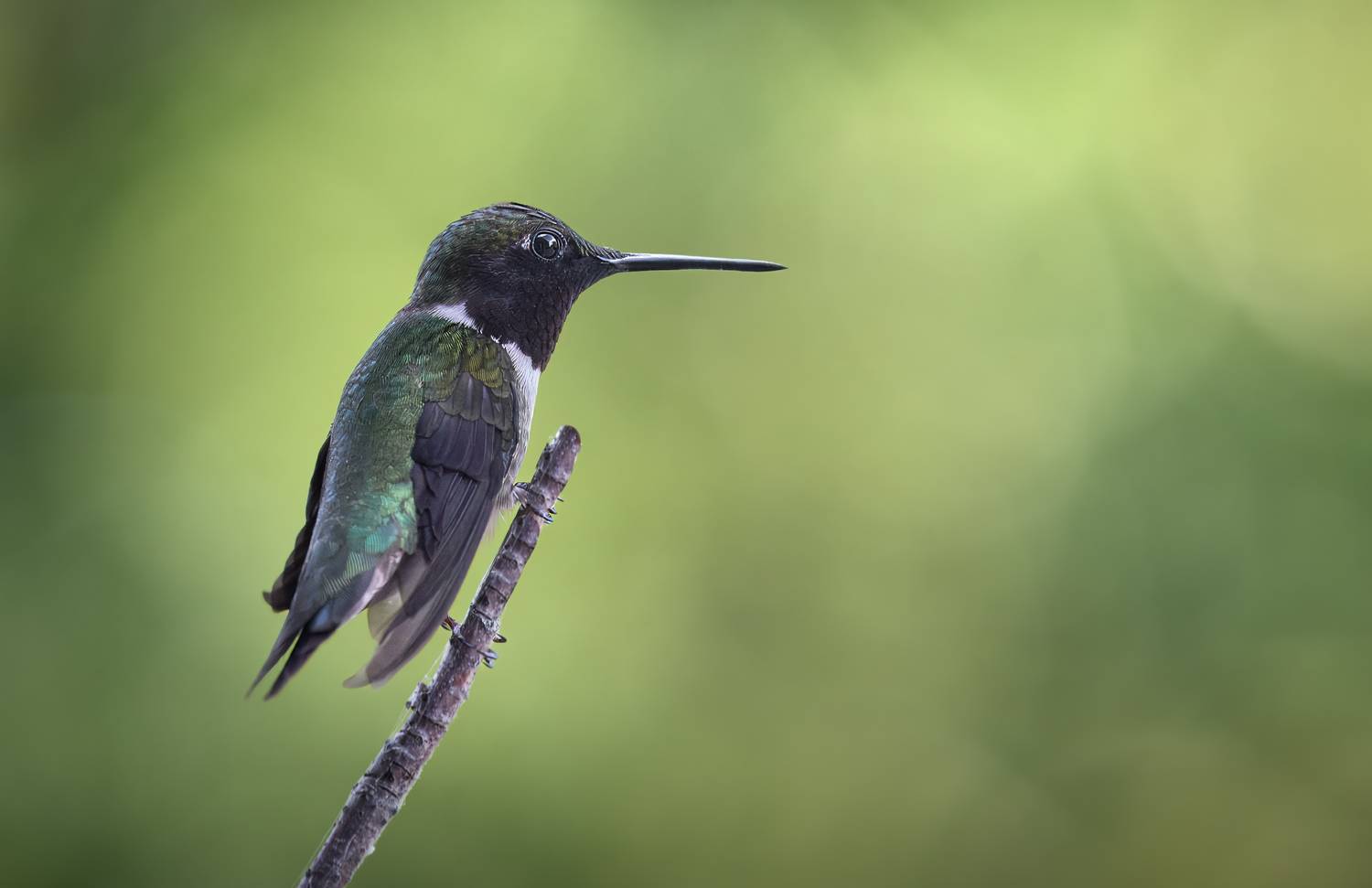 bird, hummingbird, hummingbirds, nature, wild, Atul Saluja